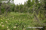 Arnoglossum plantagineum habitat